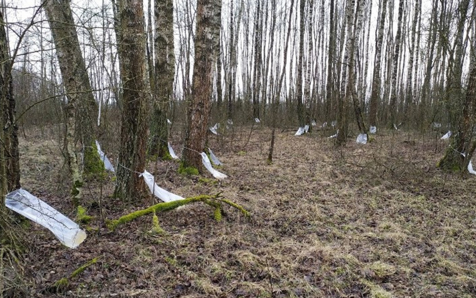 В Ошмянском районе торговля березовым соком будет осуществляться в местах подсочки и в лесничестве