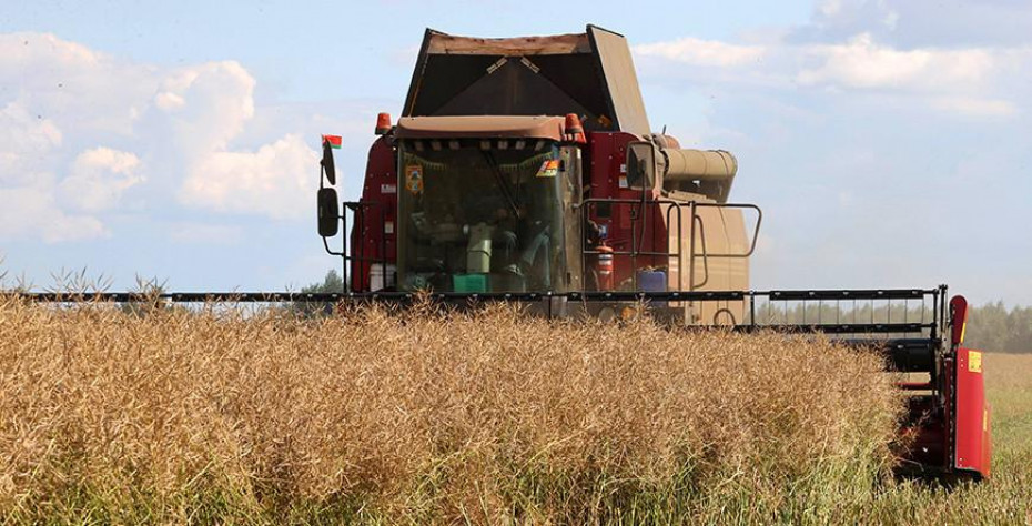 Беларускія аграрыі ўбралі рапс на 85% плошчаў