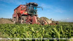 Уборка цукровых буракоў пачалася ў Беларусі