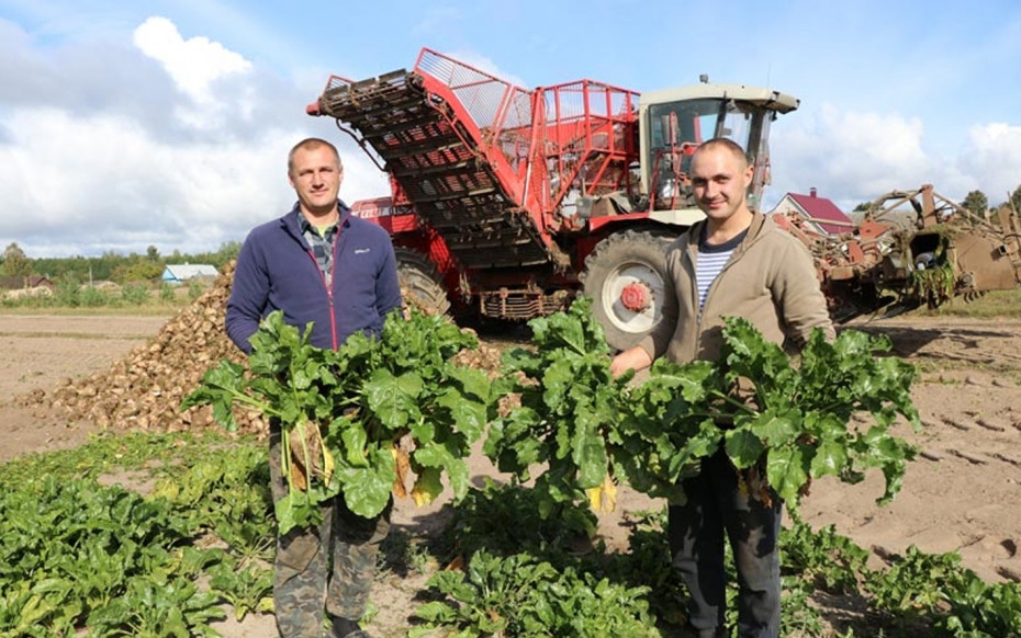 На Ашмяншчыне ідзе ўборка цукровых буракоў